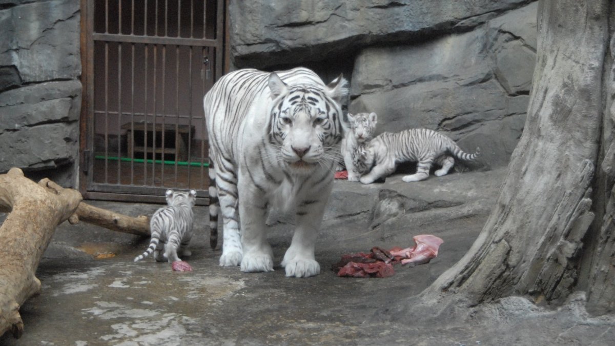 Самый красивый зоопарк