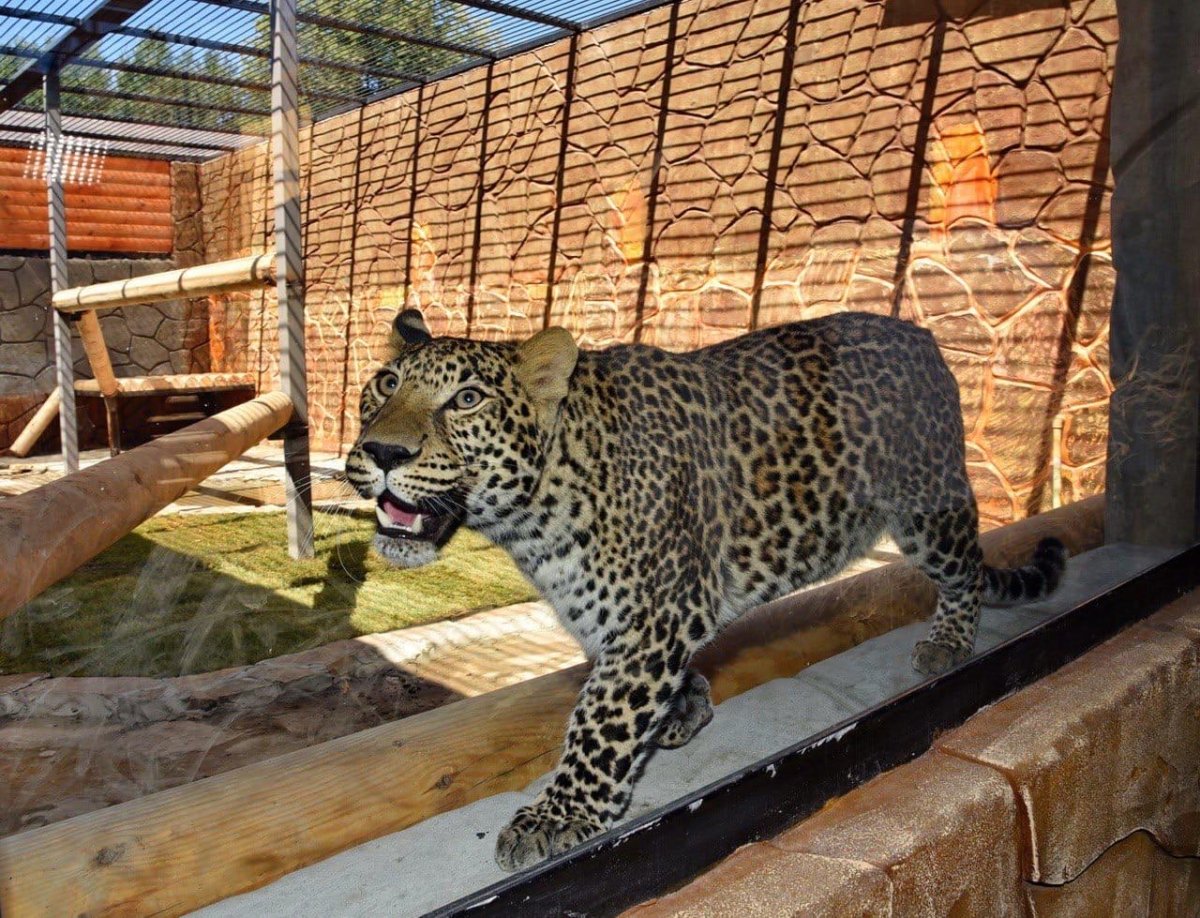 Ленинградский зоопарк Санкт-Петербург животные
