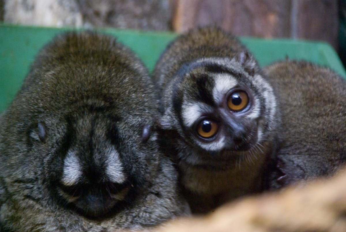 Зоопарк Ханты Мансийск