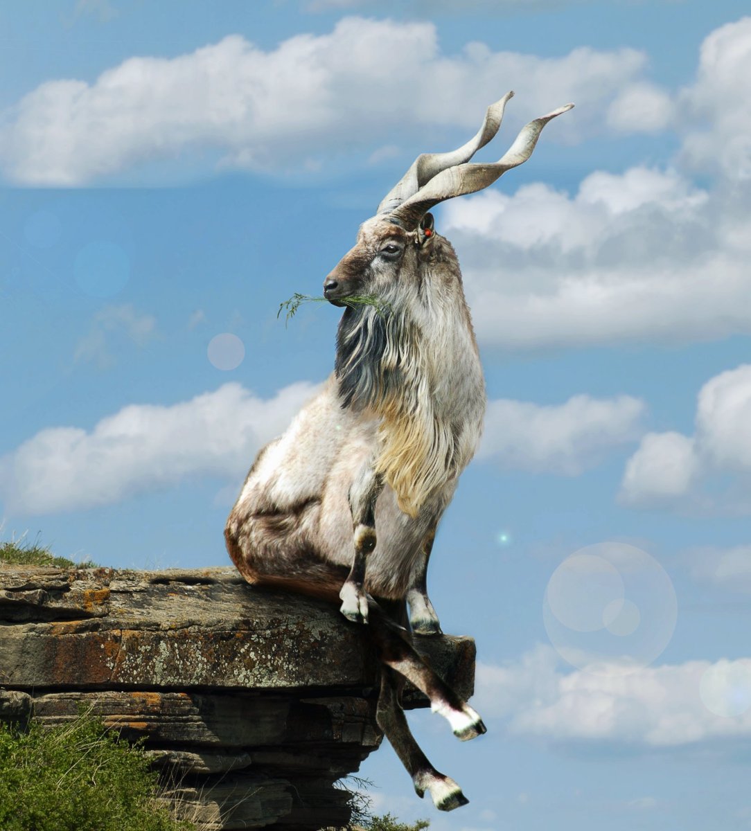 Лохматая лама