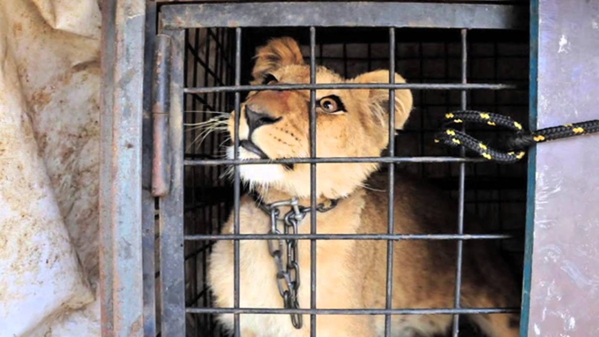 Монарх сафари парк Индия