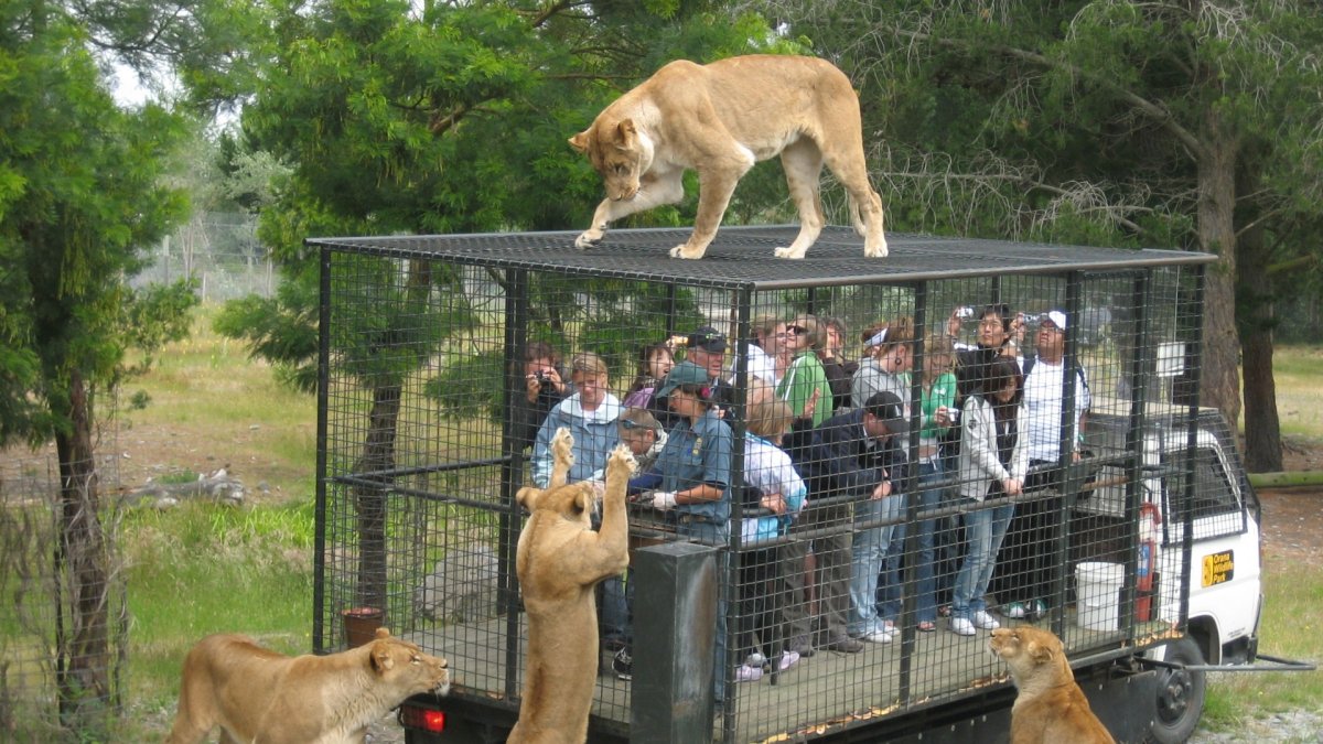 Зоопарк Safari Lion Zoo в Чили.