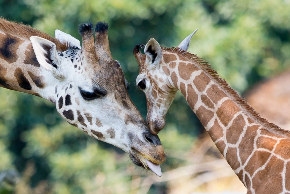 Жираф брачный период
