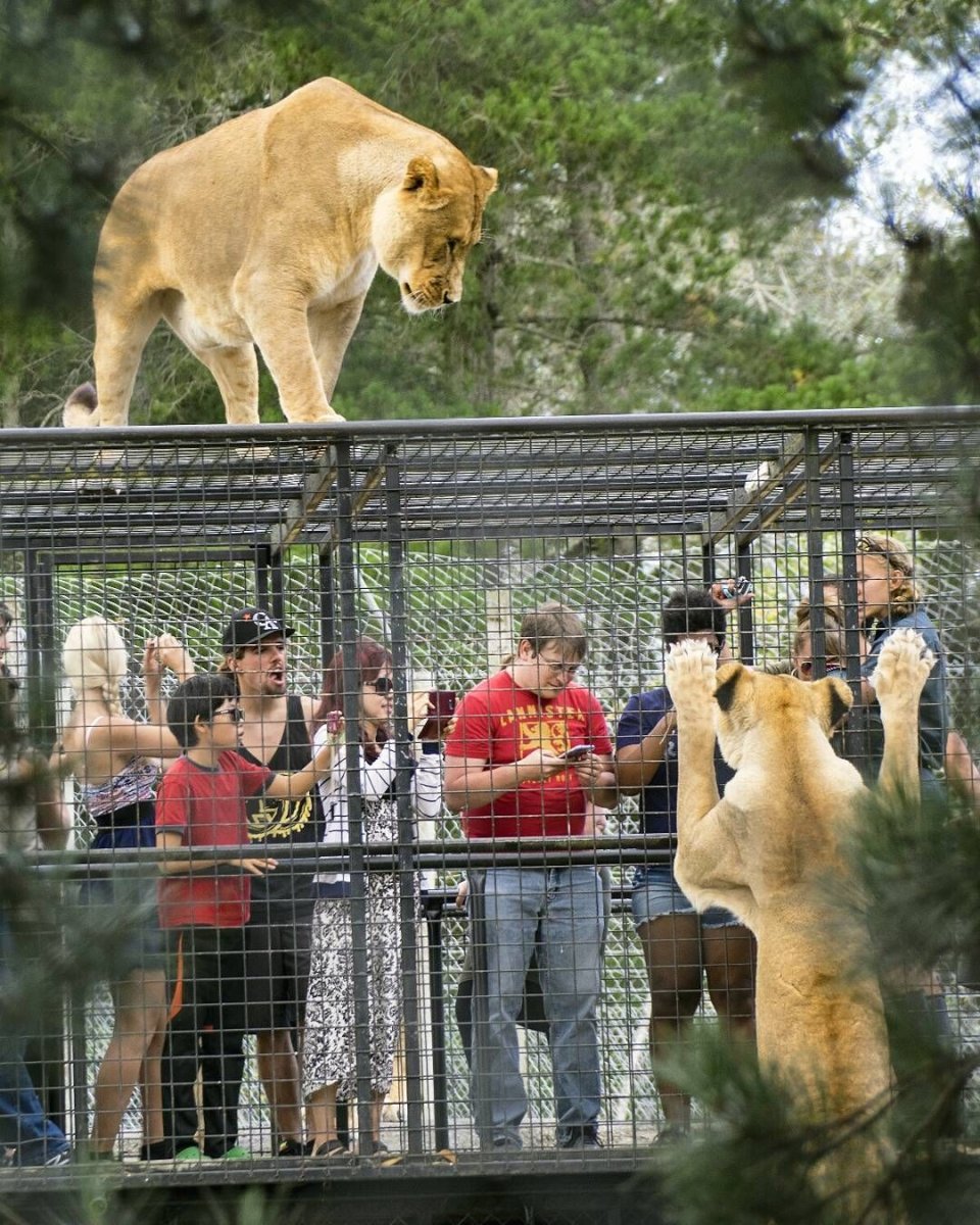 Животные клетки