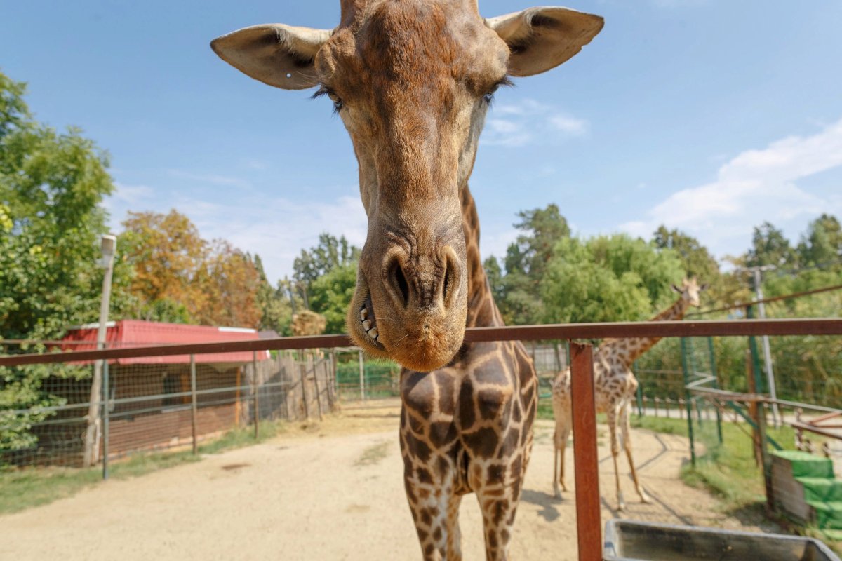 Животные в зоопарке Ростова