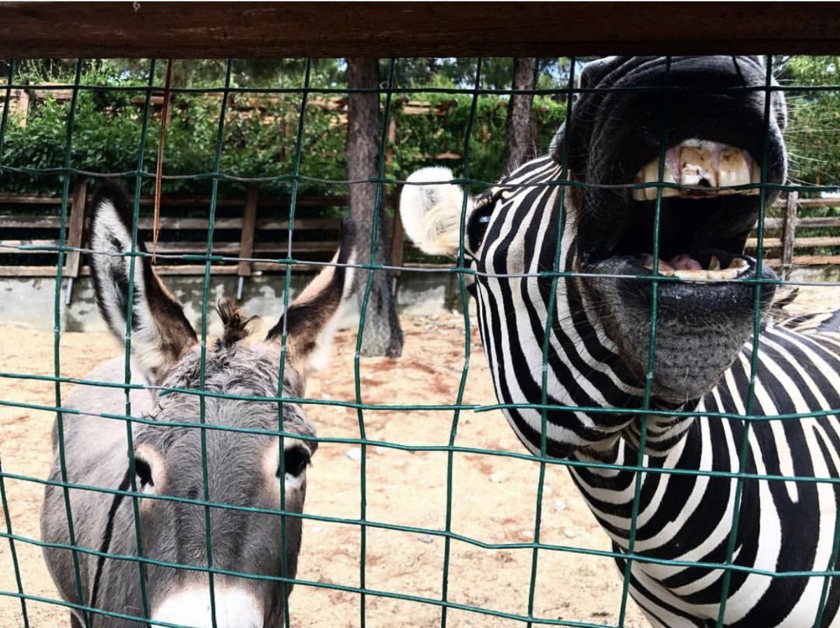 Дикие животные в зоопарке