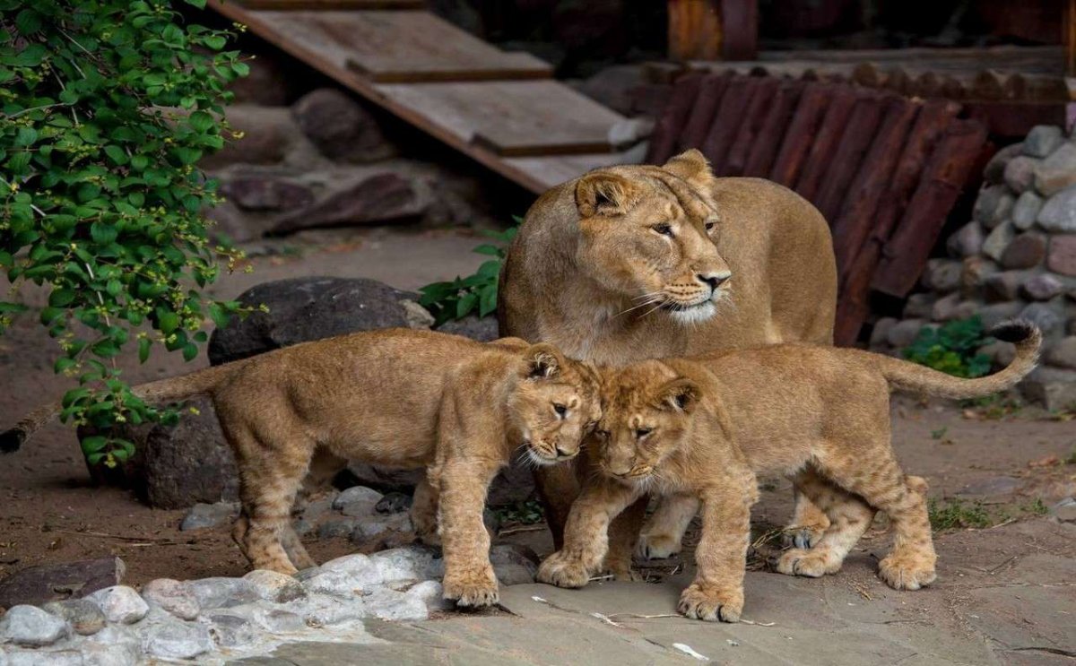 Забавные дети и животные