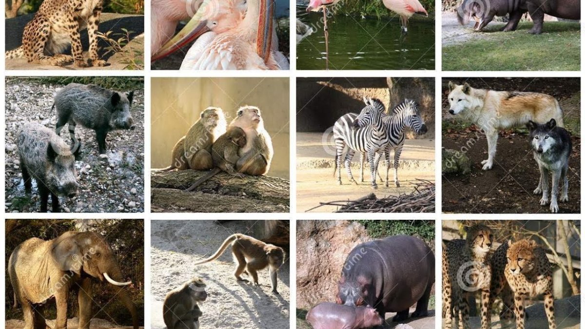 Животные зоопарка коллаж