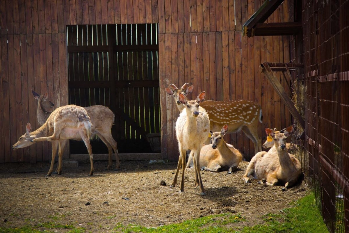 Клемятино сафари парк