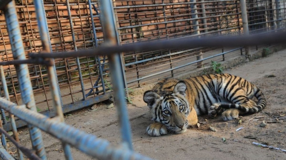 Доброе утро тигр