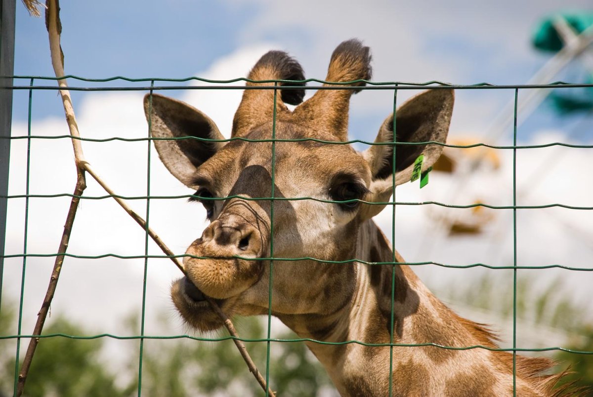 Парк сафари парк Краснодар