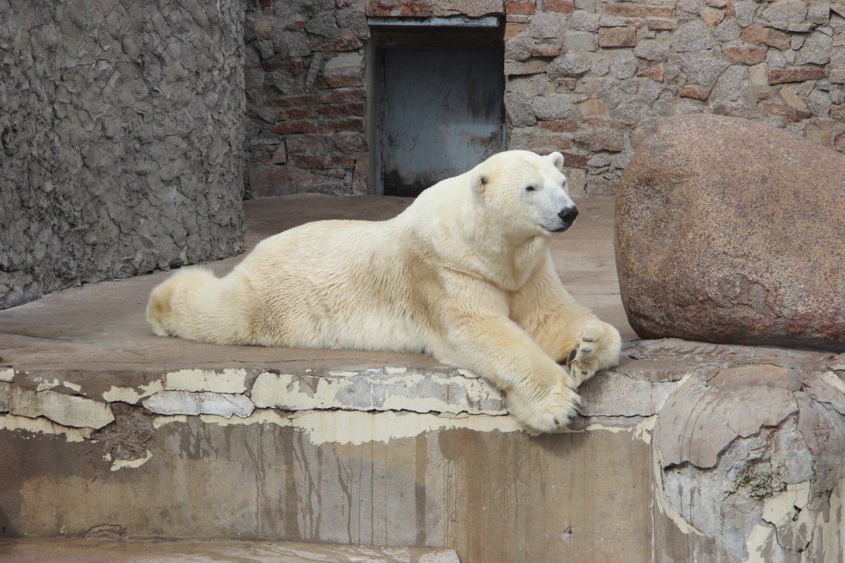 Цейлонский леопард