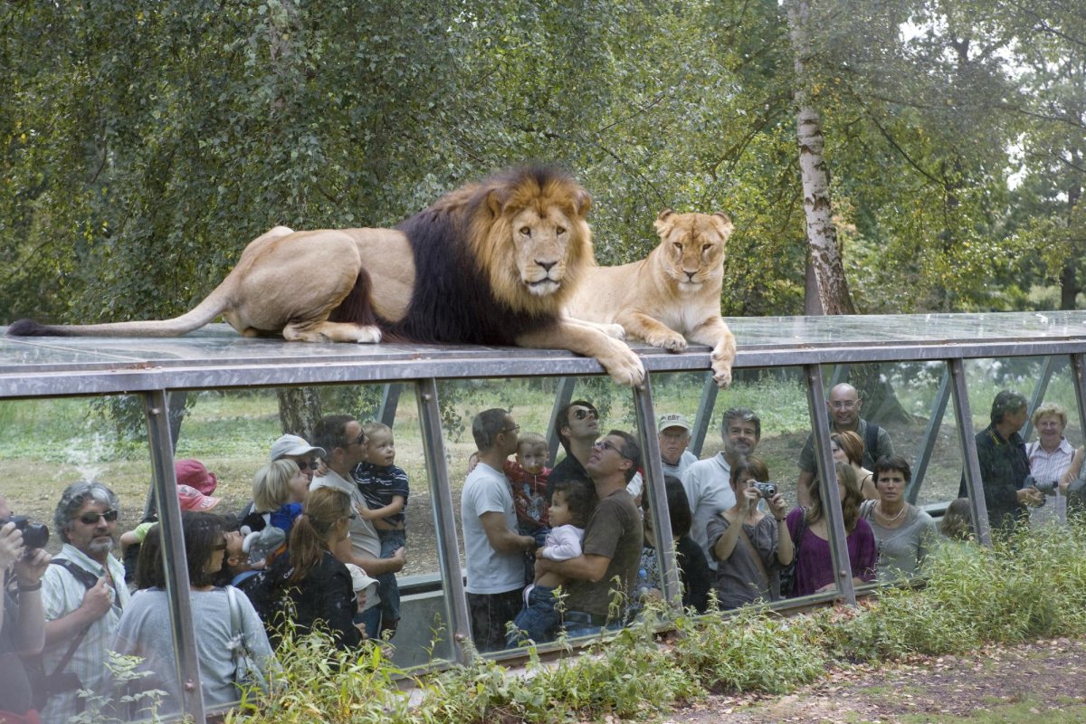 Мероприятия в зоопарках