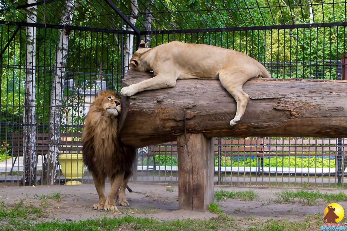 Животные зоопарка из лего