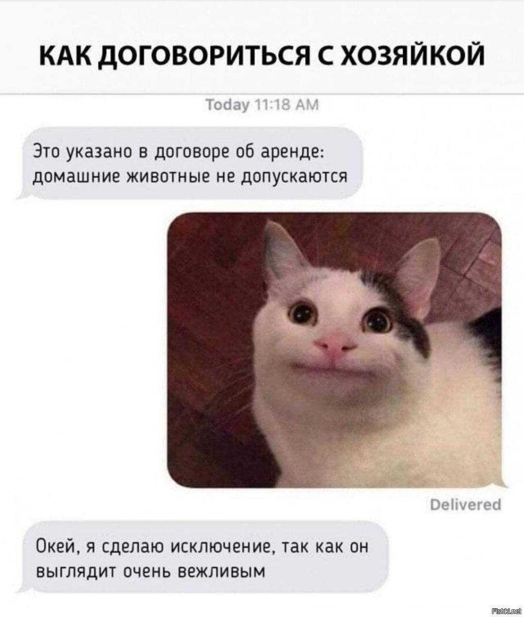 Котик которого тошнит