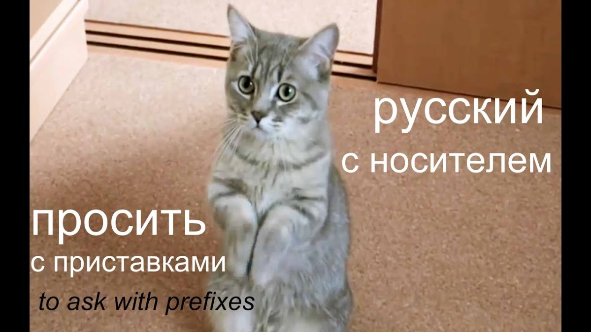 Кот просит еду