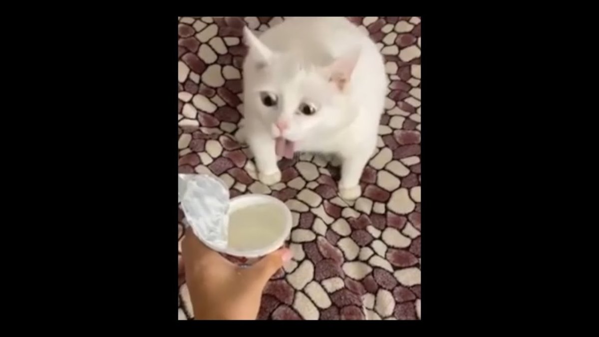 А че в смысле Мем кот