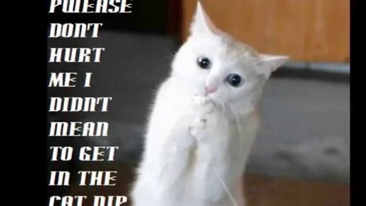 Кошка с короной на голове