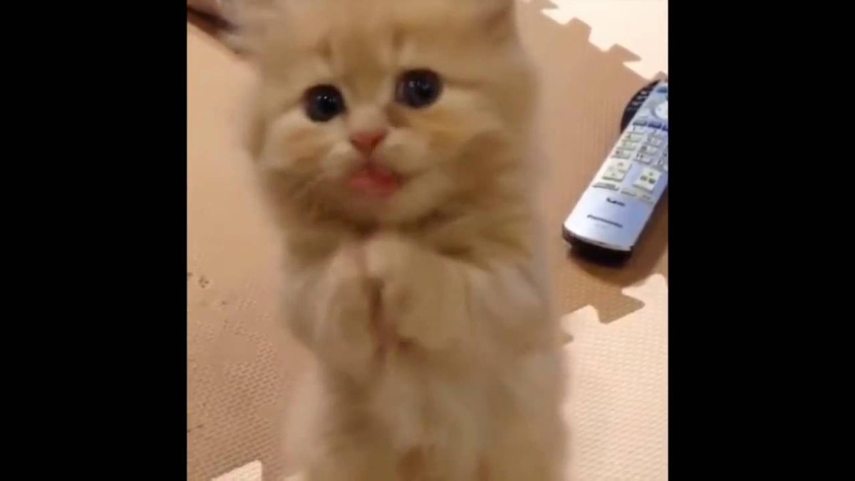 Мем умоляю разнеси мне