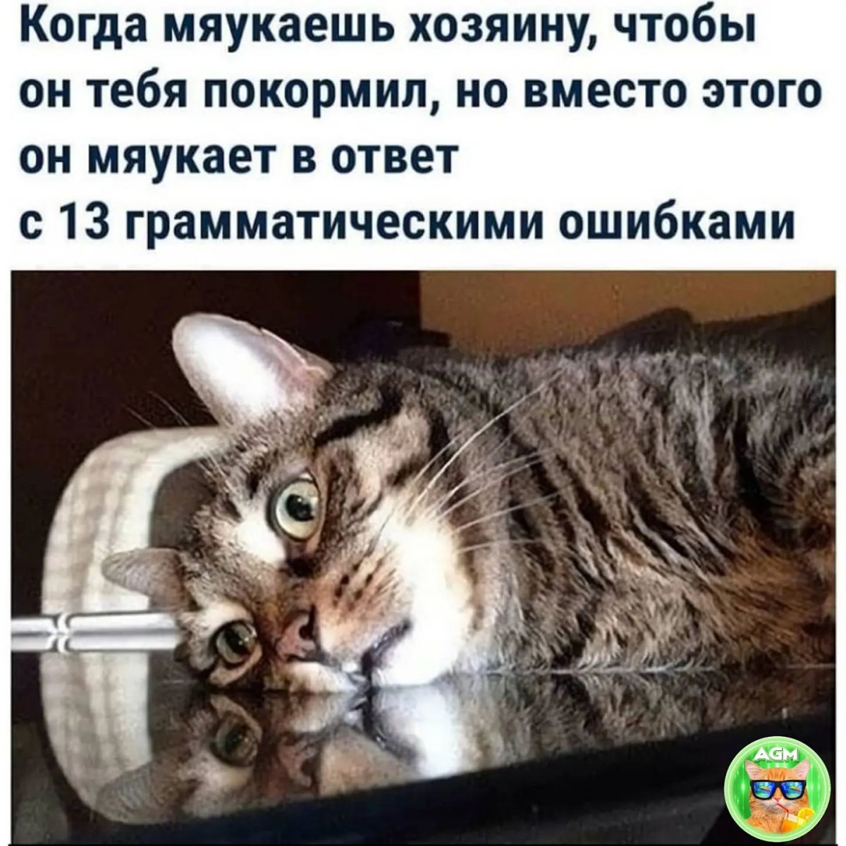 Милый кот