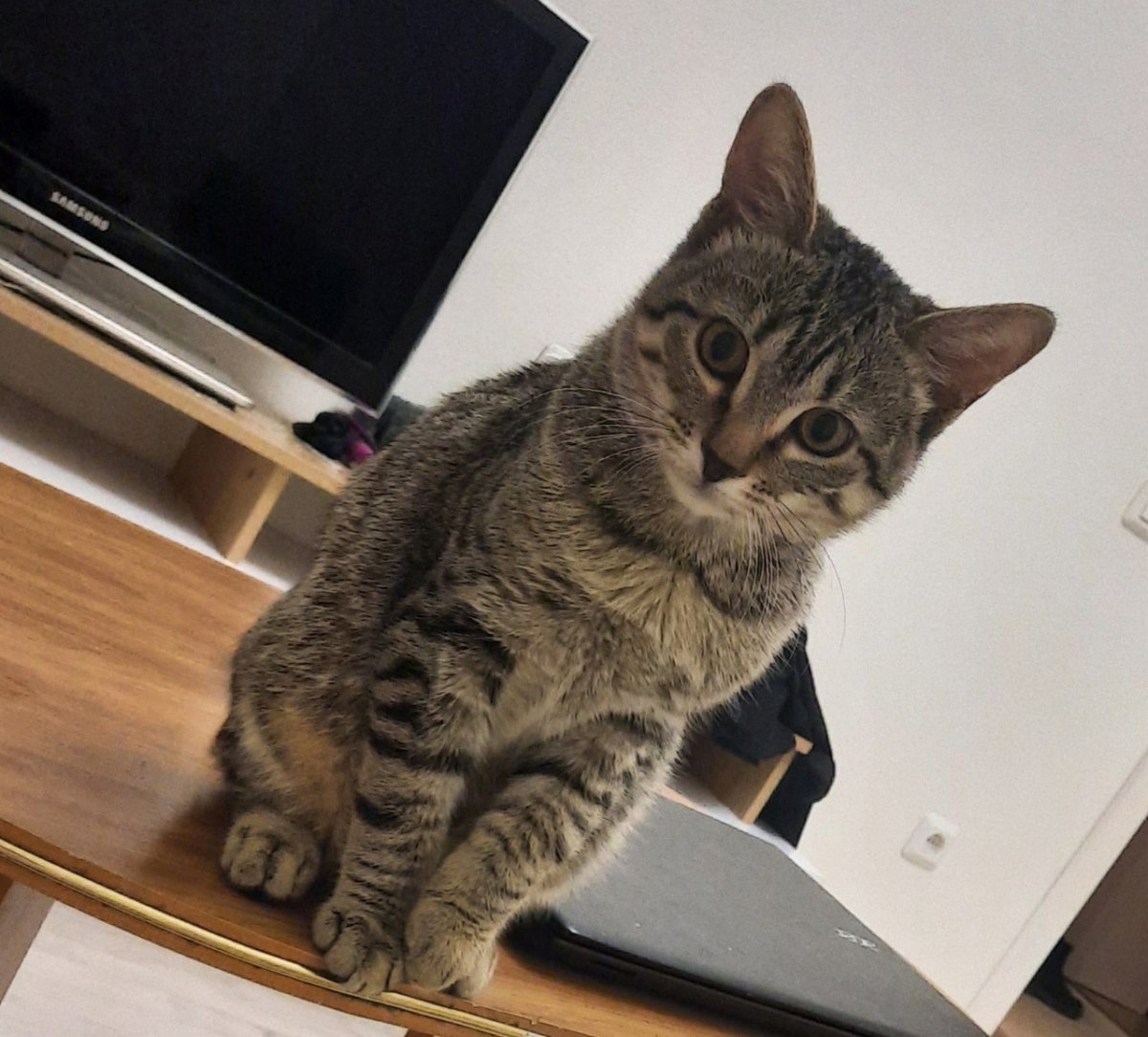 Котик попрошайка