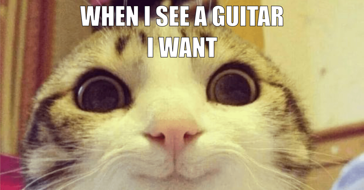 Котик просит прощения