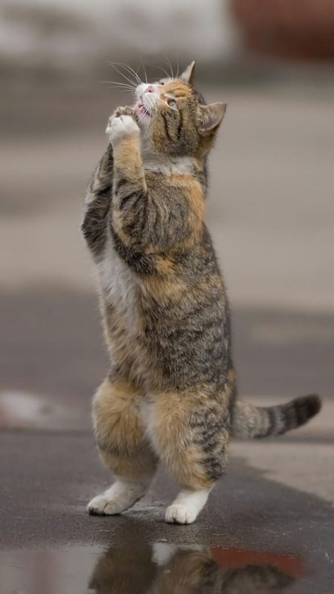 Котик просит