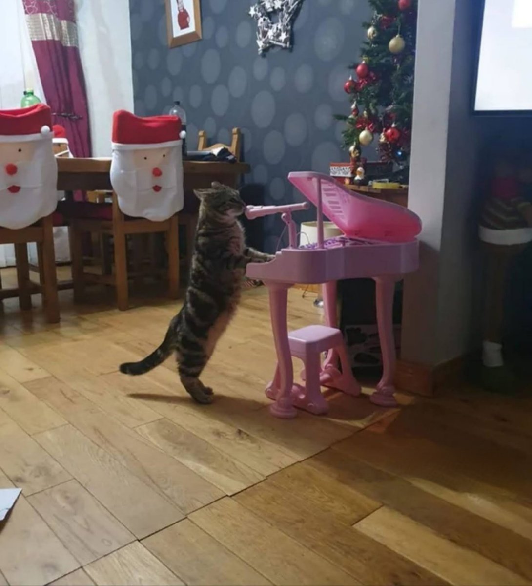 Флоппа Шлеппа