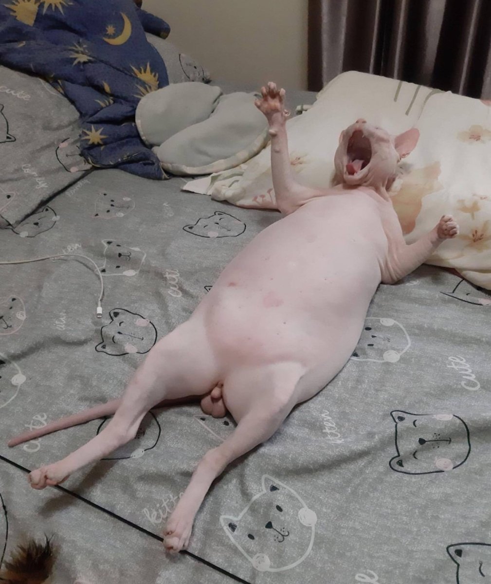 Кот просит есть гиф