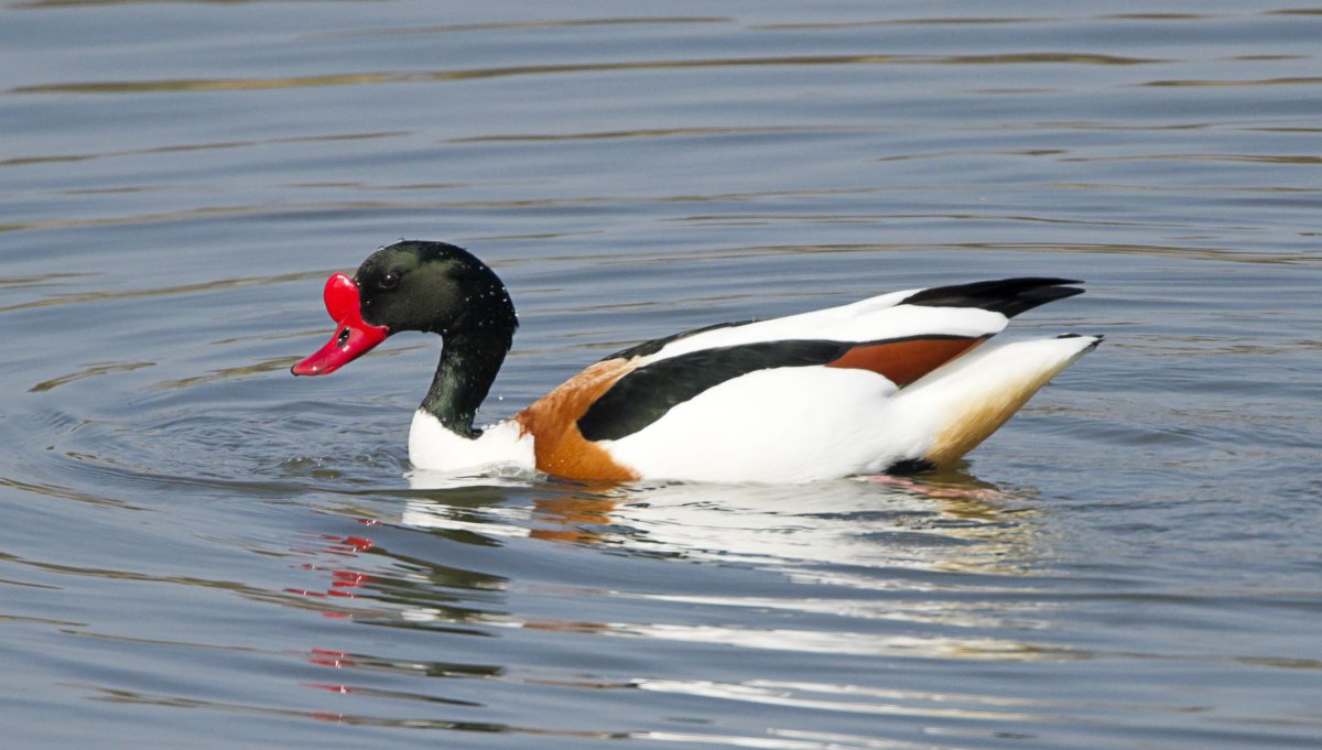 Чёрная кряква селезень