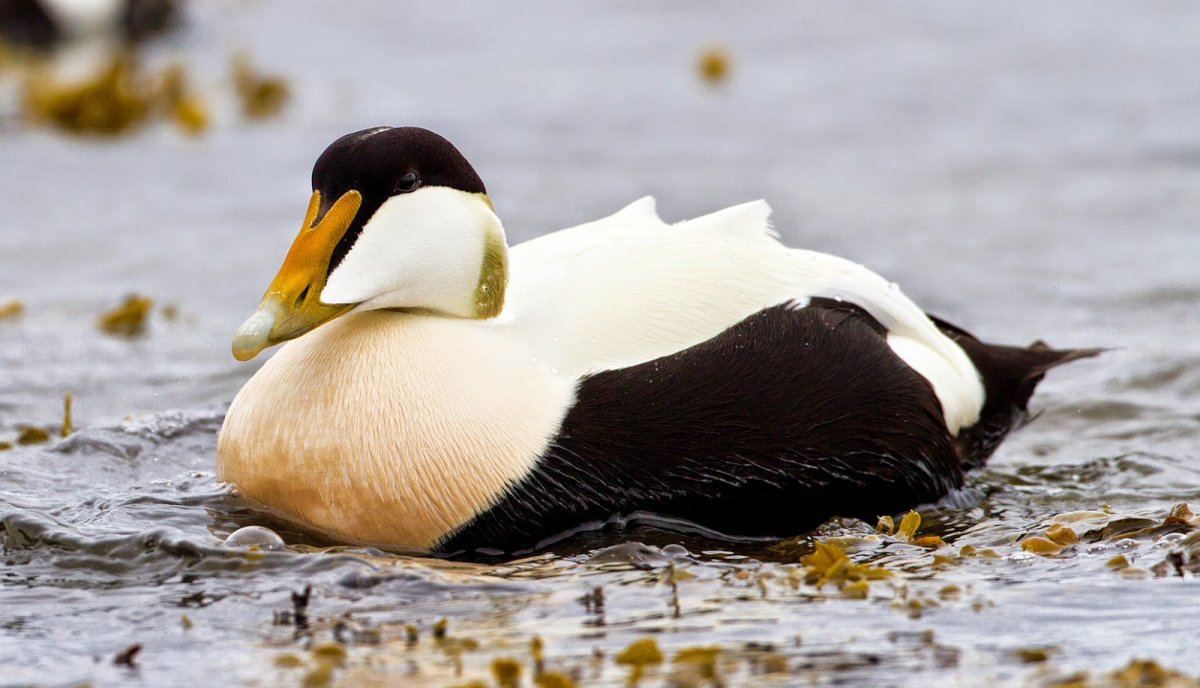 Нырковая утка Гоголь