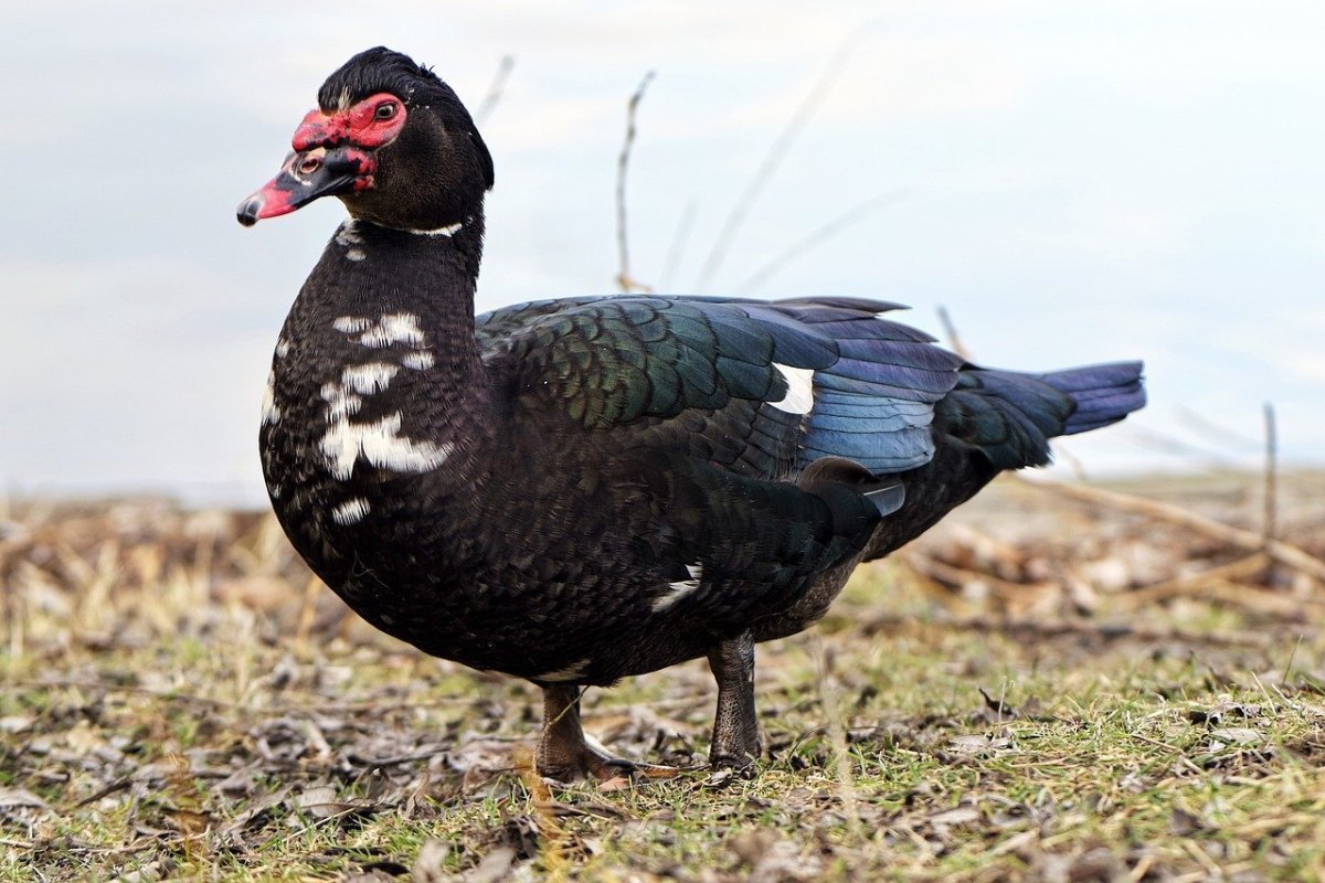 Дикий черный Гусь