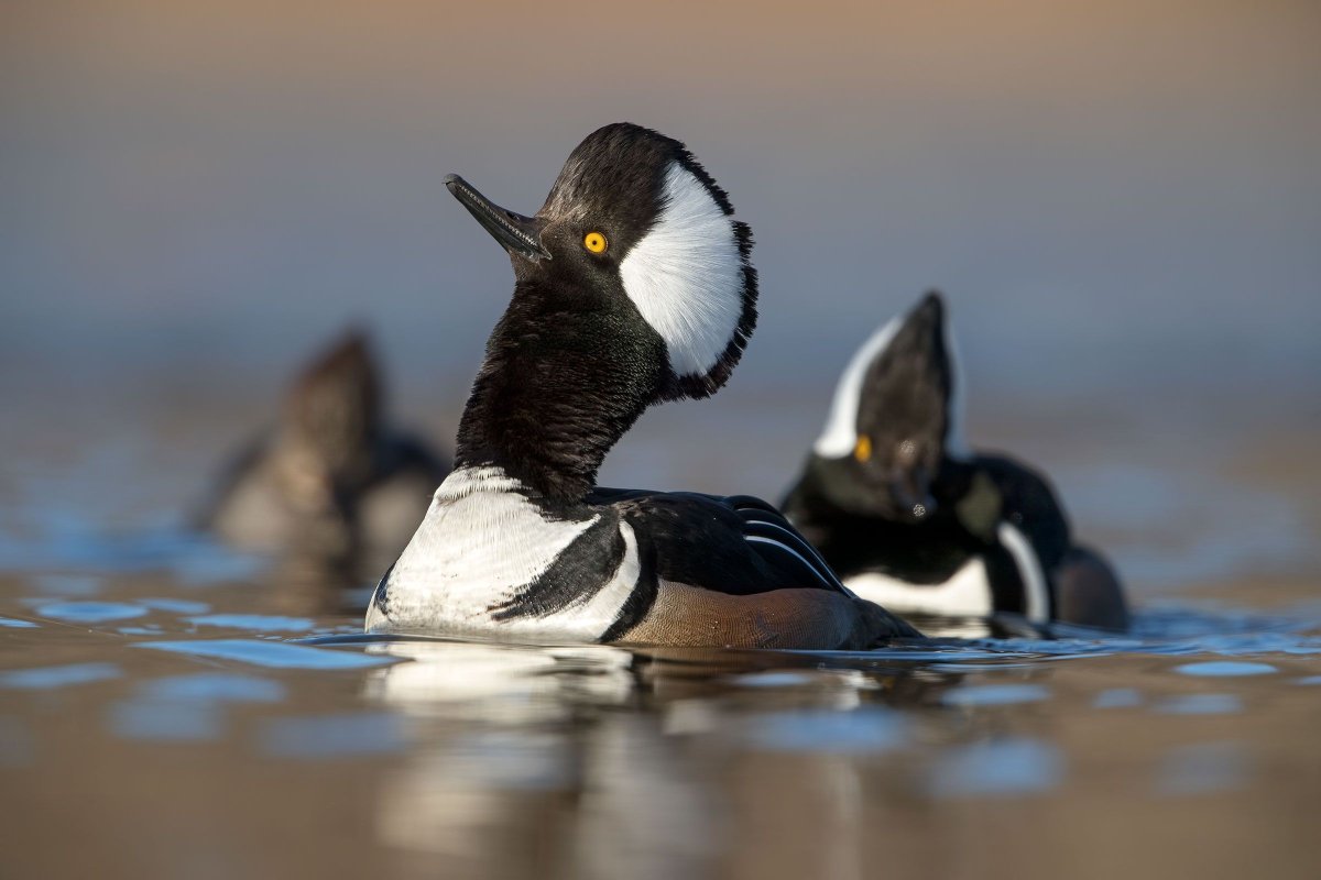 Чернеть хохлатая утка