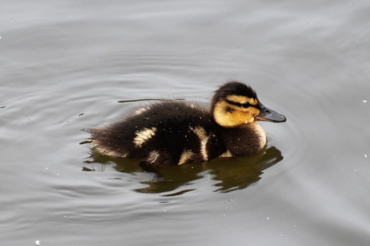 Дикая утка кряква