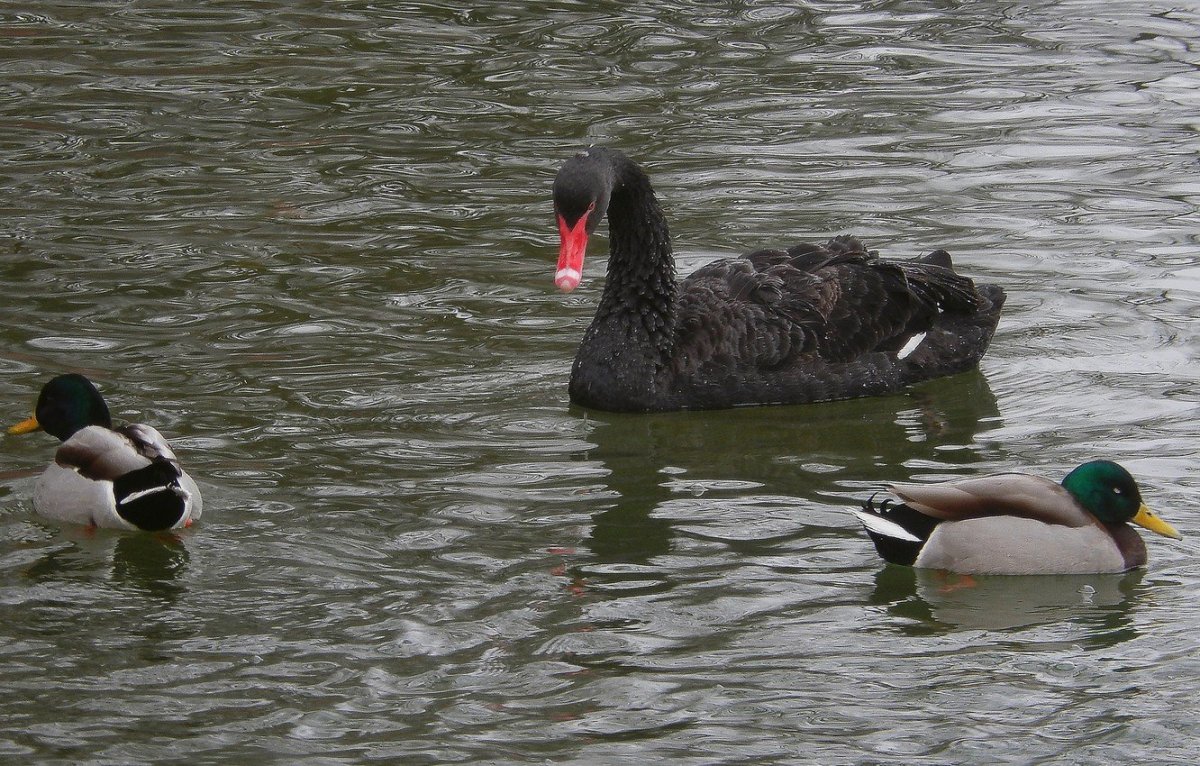 Водоплавающие птицы канадская казарка