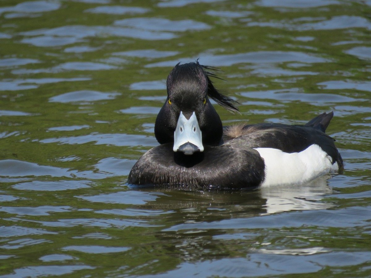 Утка белая с черным чубом
