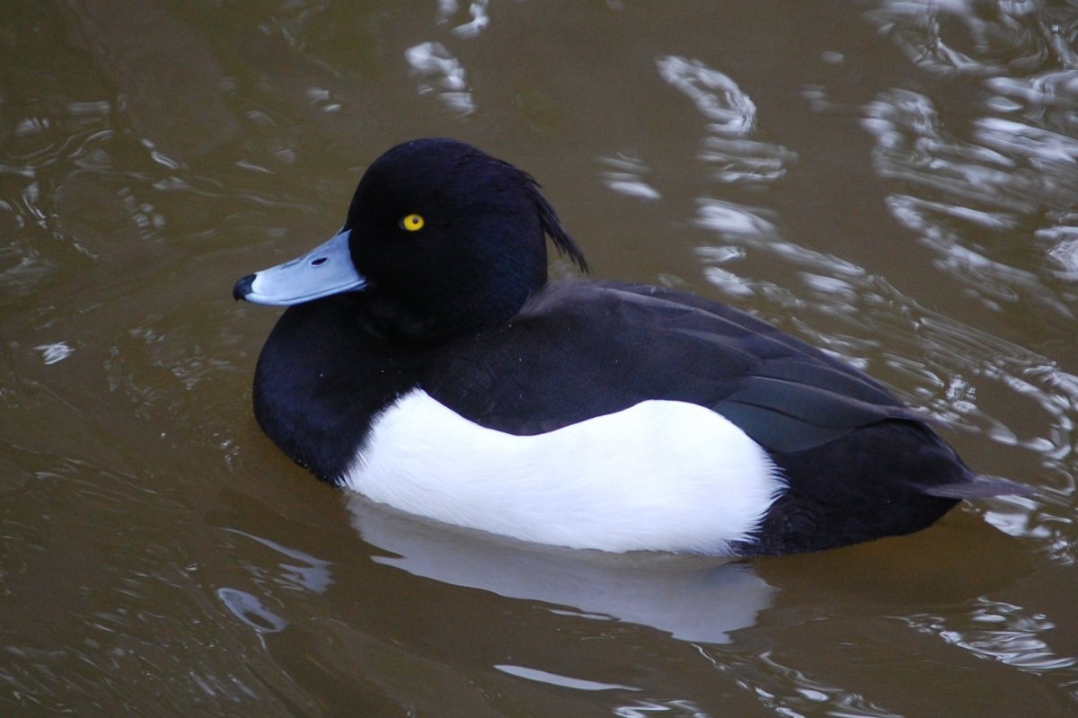 Черный белогрудый селезень