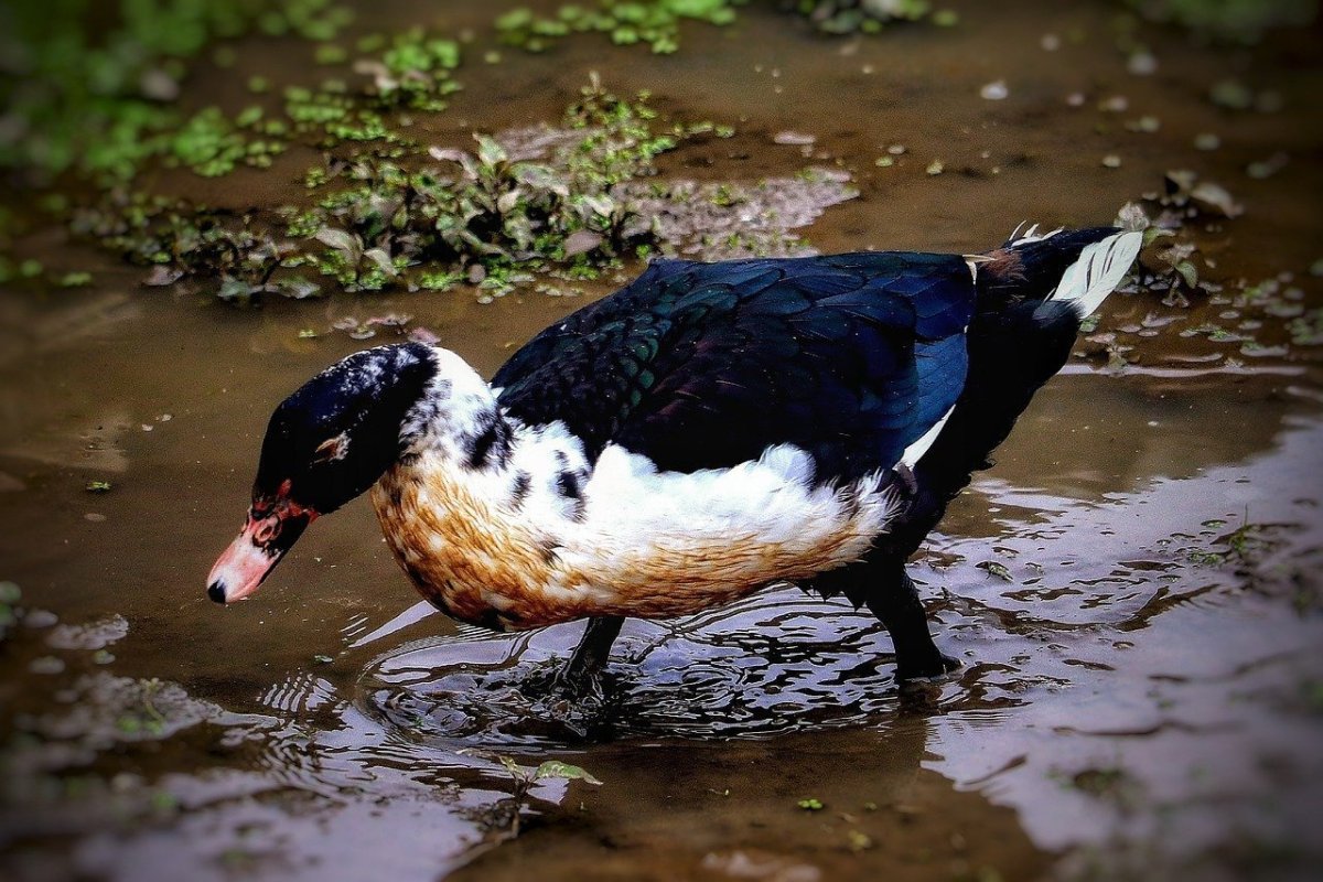 Утка черная с белым