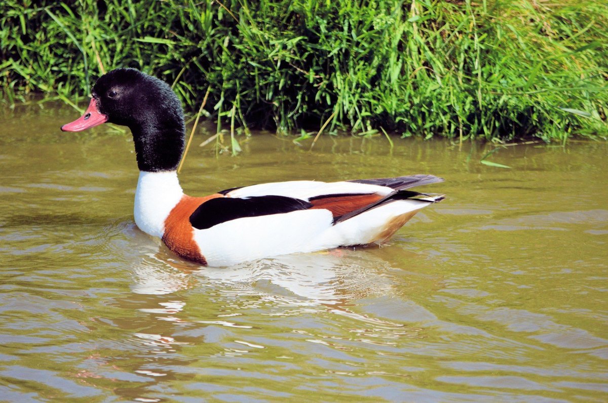 Северная утка Гага