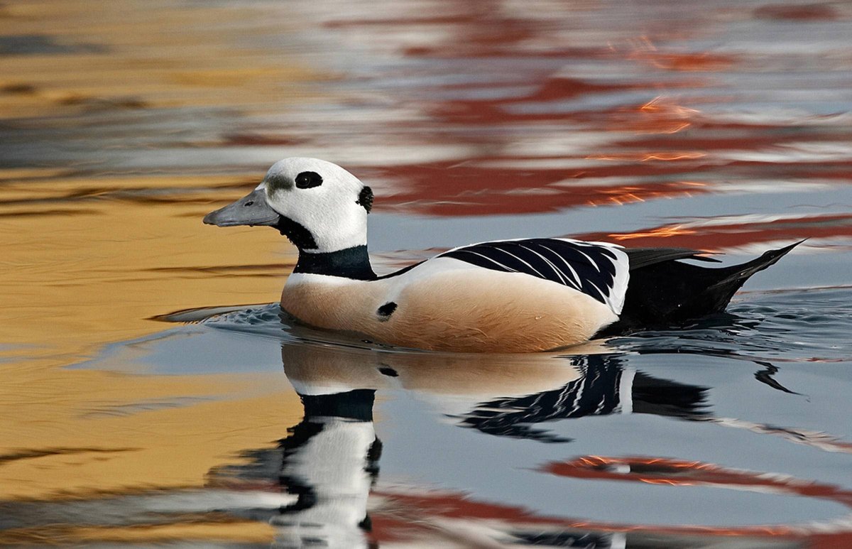 Чернеть хохлатая утка