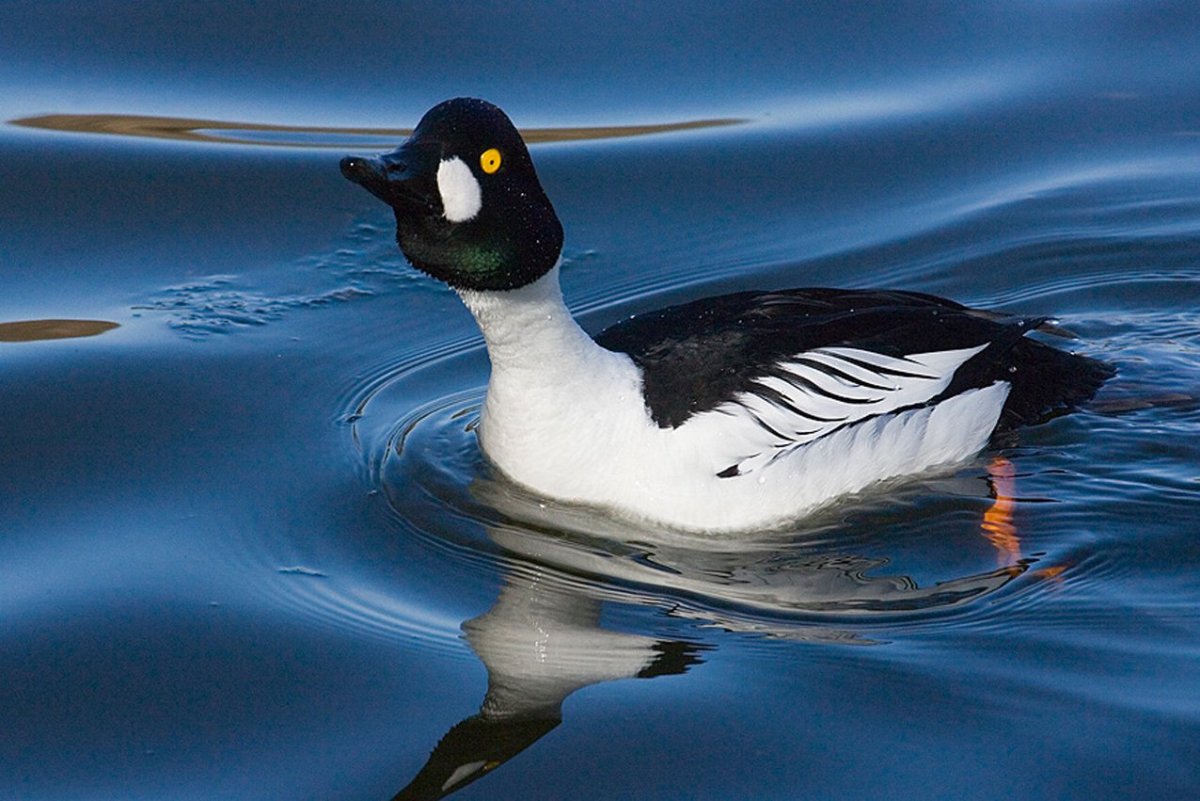 Гоголь обыкновенный птица