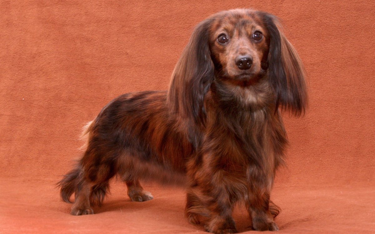 Кроличья такса длинношерстная