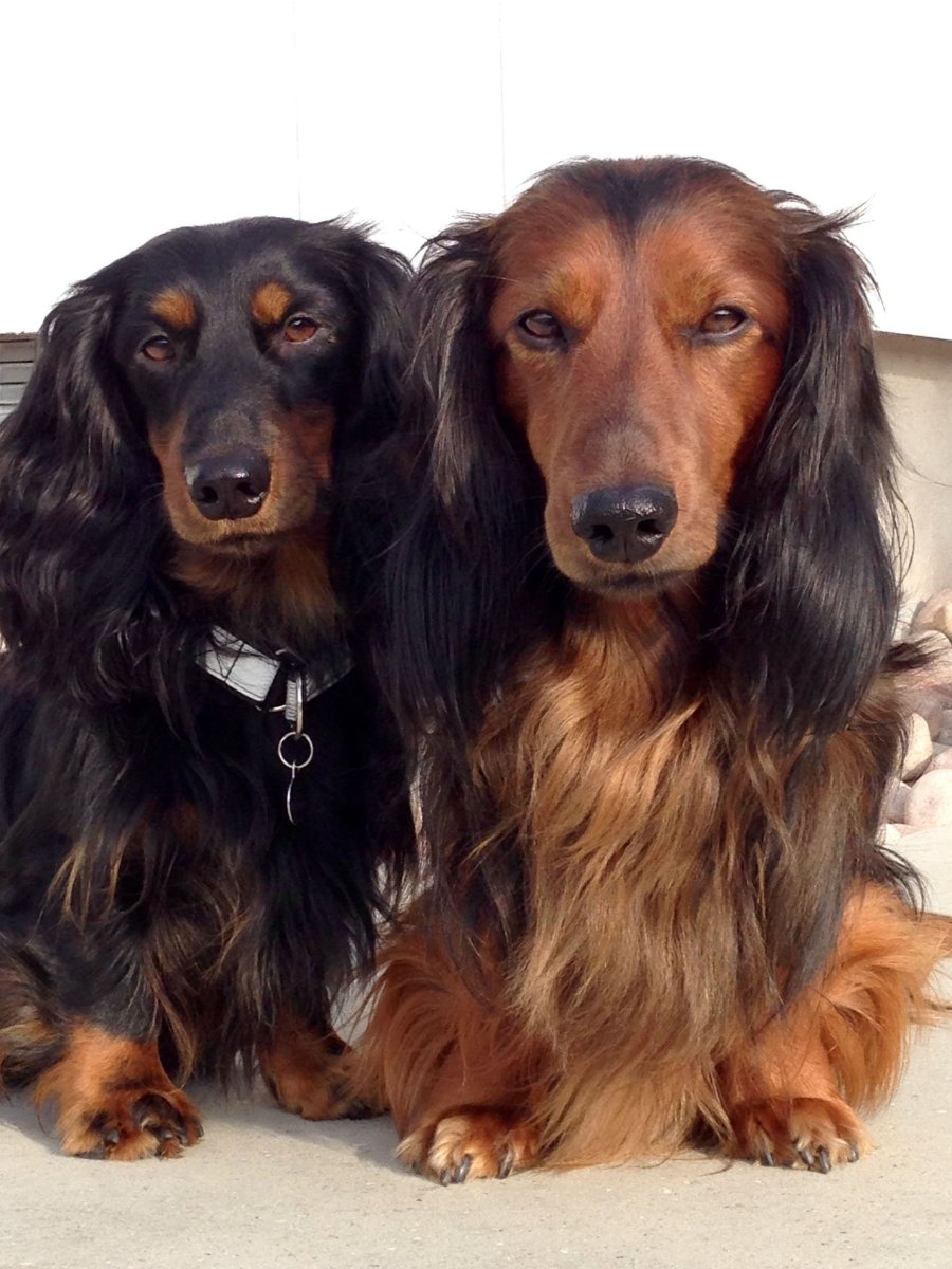 Такса собака длинношерстная