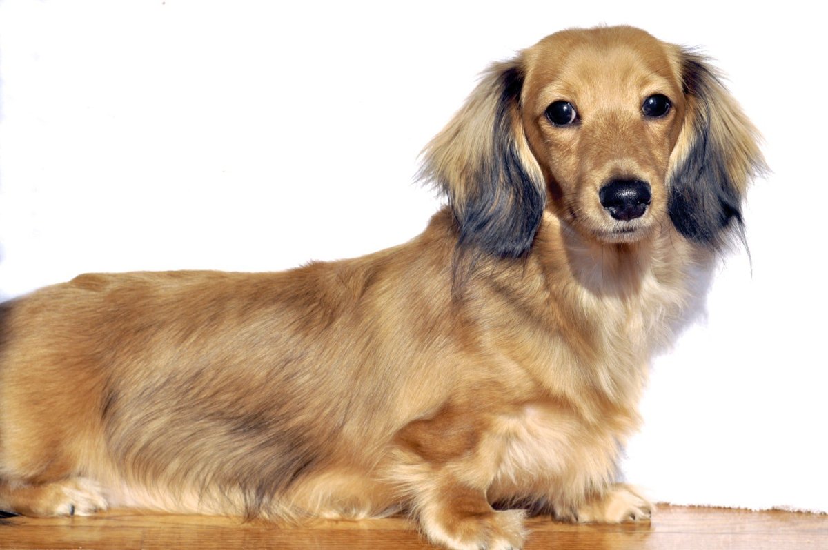 English Cream Dachshund порода