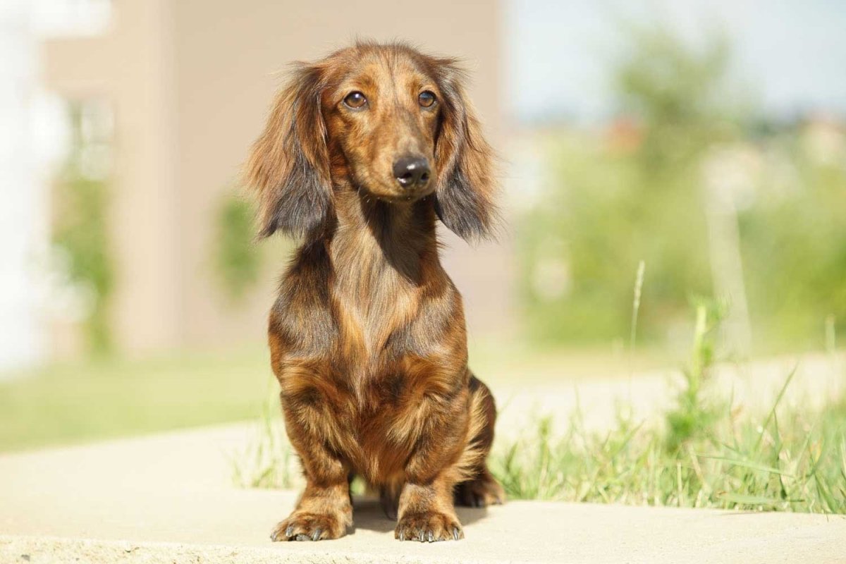 Длинношерстная такса кремовая