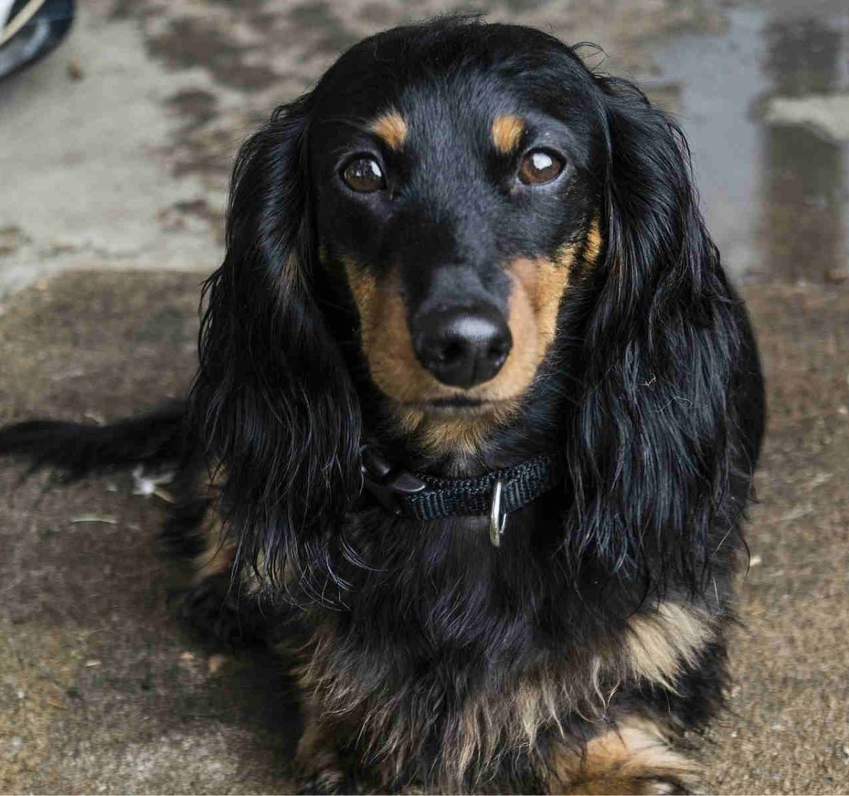 Такса щенок гетерохромия