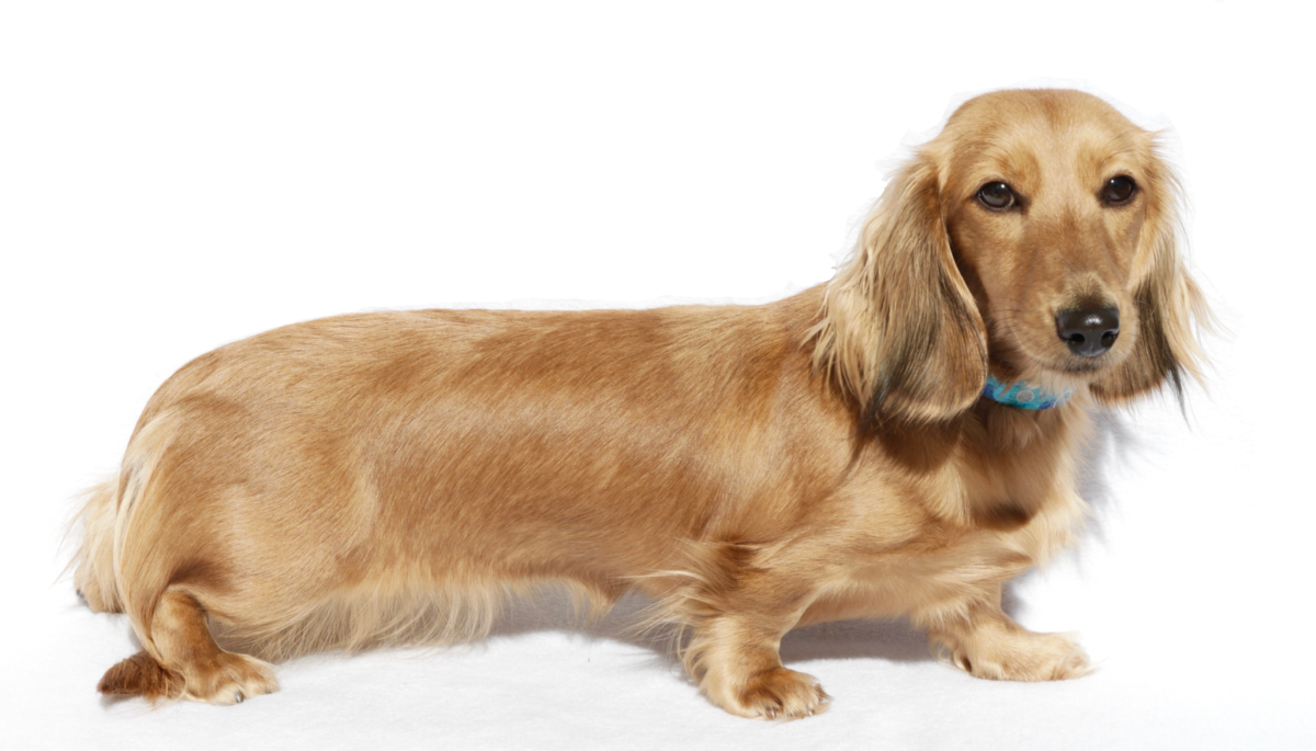 Такса длинношерстная карликовая