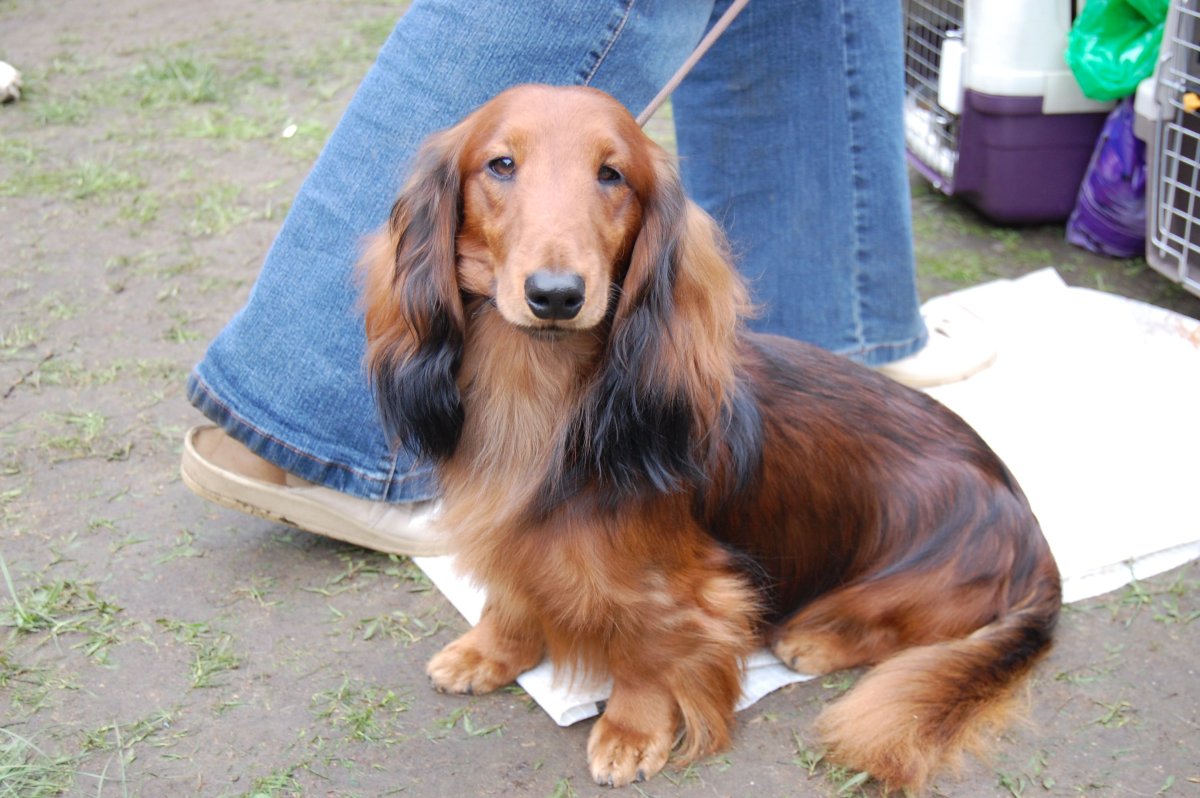 Дабл Мерль такса