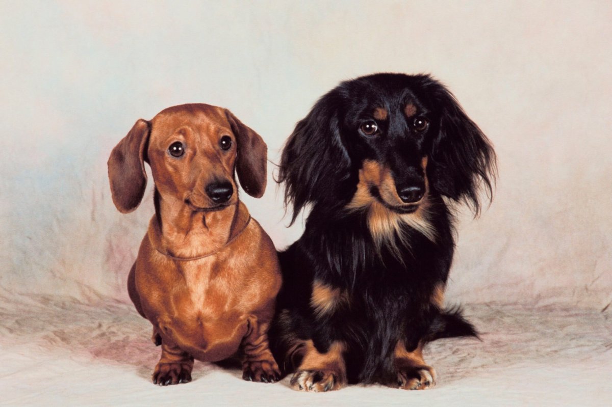 Такса длинношерстная карликовая