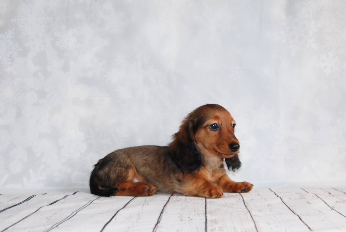 Такса спаниель